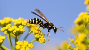 Yellow jacket near Shrubs or Bushes