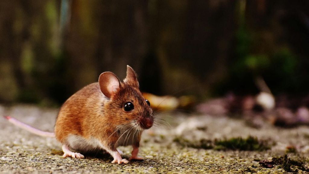 Mice Exterminator Cost in Springfield MO