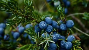 Berries