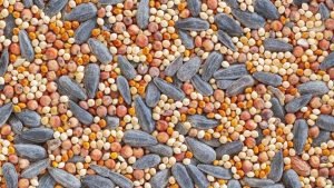 Birdseed