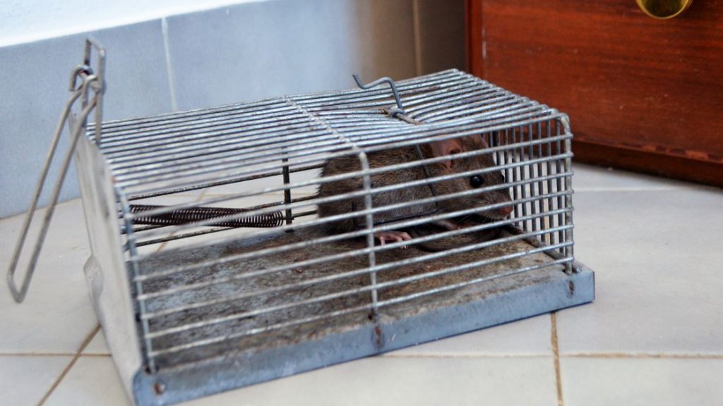Cage Traps