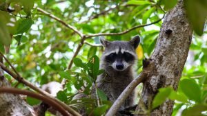 Do Raccoons Come Out During the Day