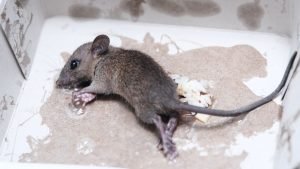 Glue Trap