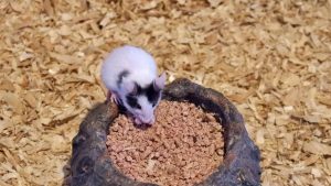Mice access to food