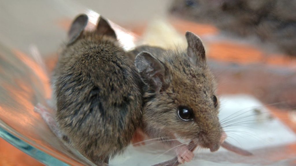 Mice in house