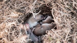 Mice nest