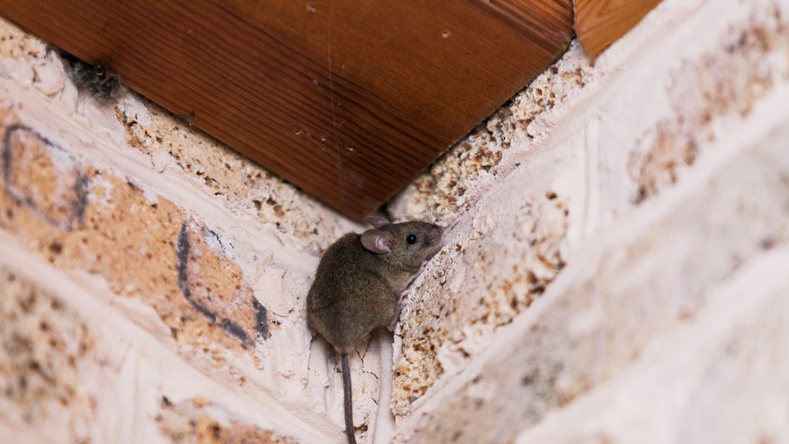 Mice scratching in the wall