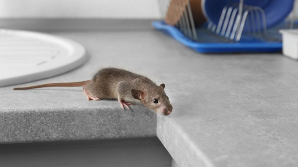 Mice seeking for food