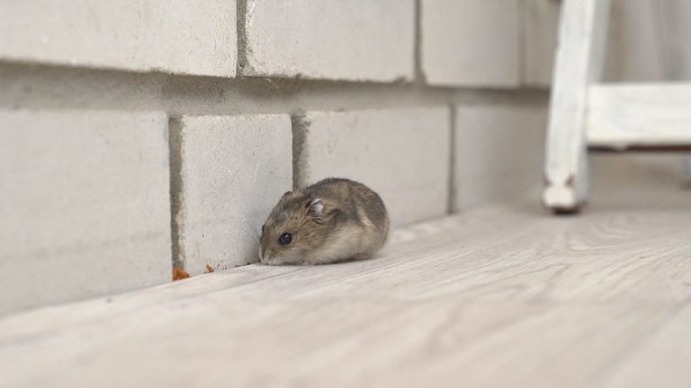 Rodents in Walls