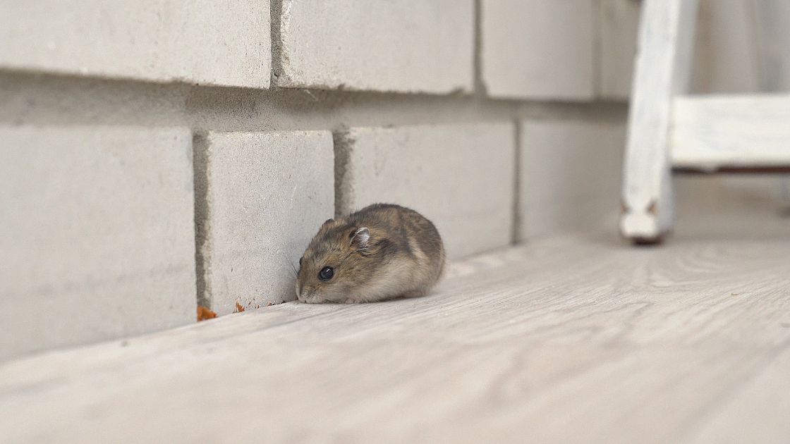 Rodents in Walls