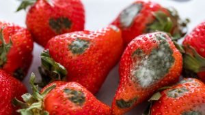 Rotten fruit