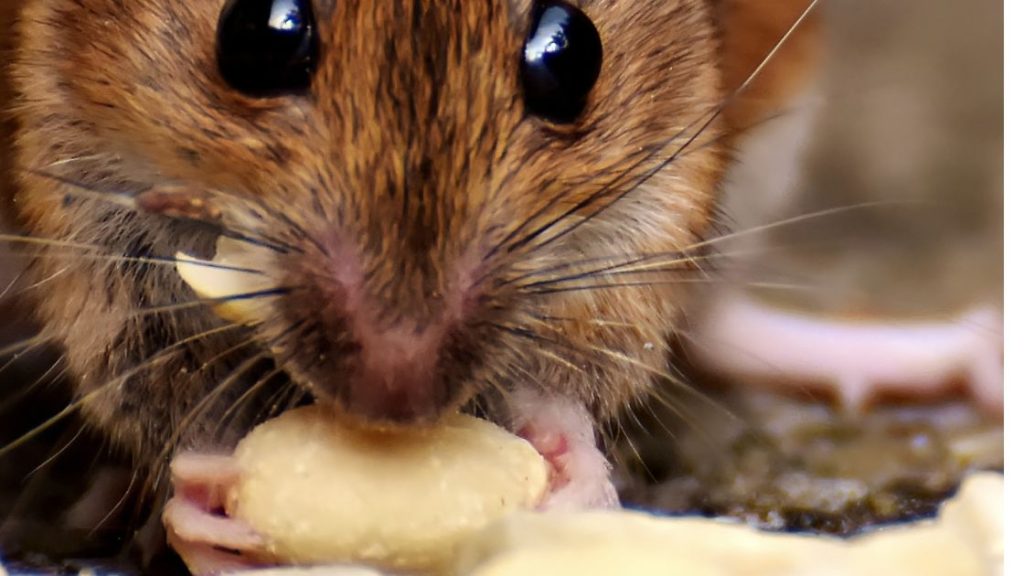 Type of Mouse and Metabolism