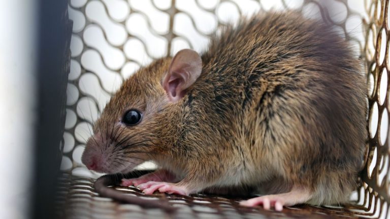 Types of Rodent Traps and How to Use Them Effectively