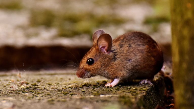 When are Mice Most Active