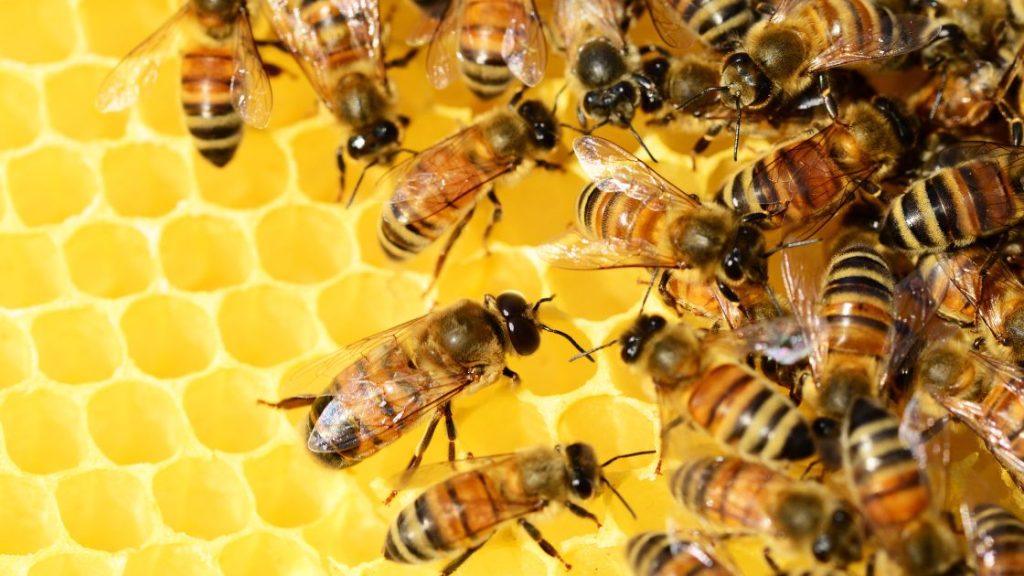 Bee Exterminator