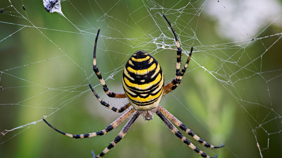 Spider Exterminator