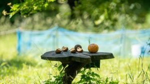 Compost And Bird Feeders