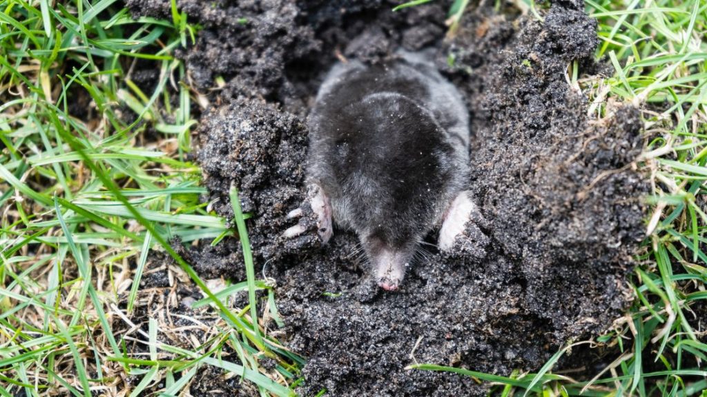 Do Moles Carry Diseases