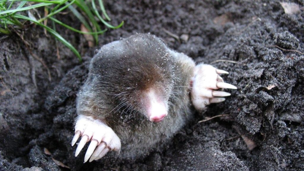 Mole