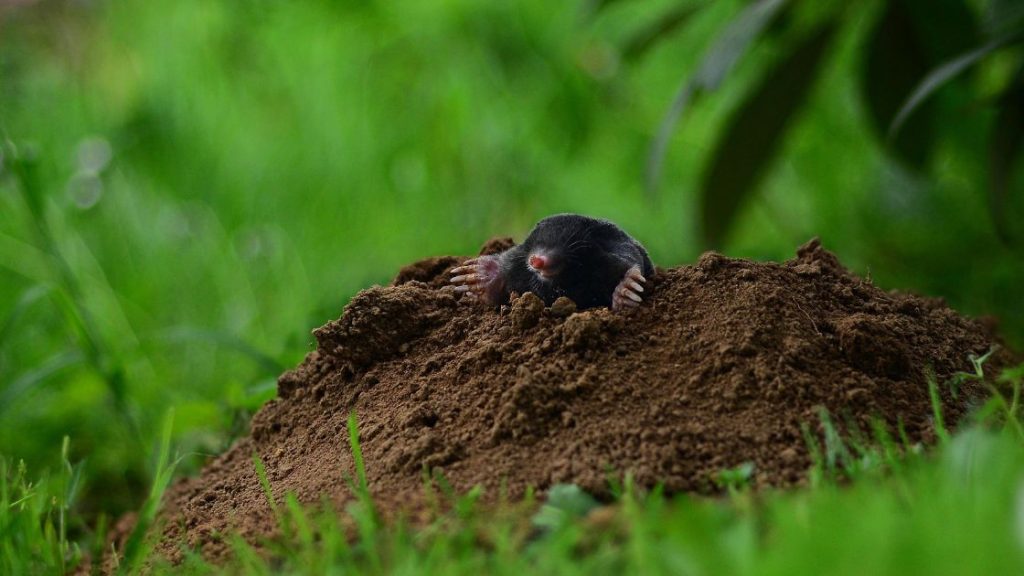 Moles in the Yard