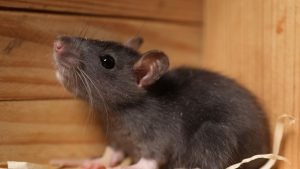 Nearby Rat Or Mouse Infestation