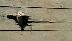 Openings Created By Other Wildlife