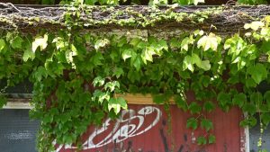 Overgrown Landscaping