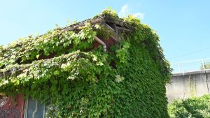 Overgrown Vegetation