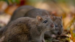 Previous Rat Activity