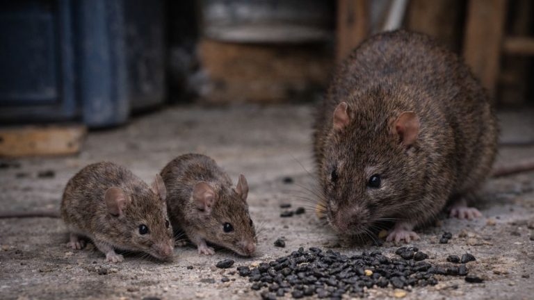Rodent Poop Identification