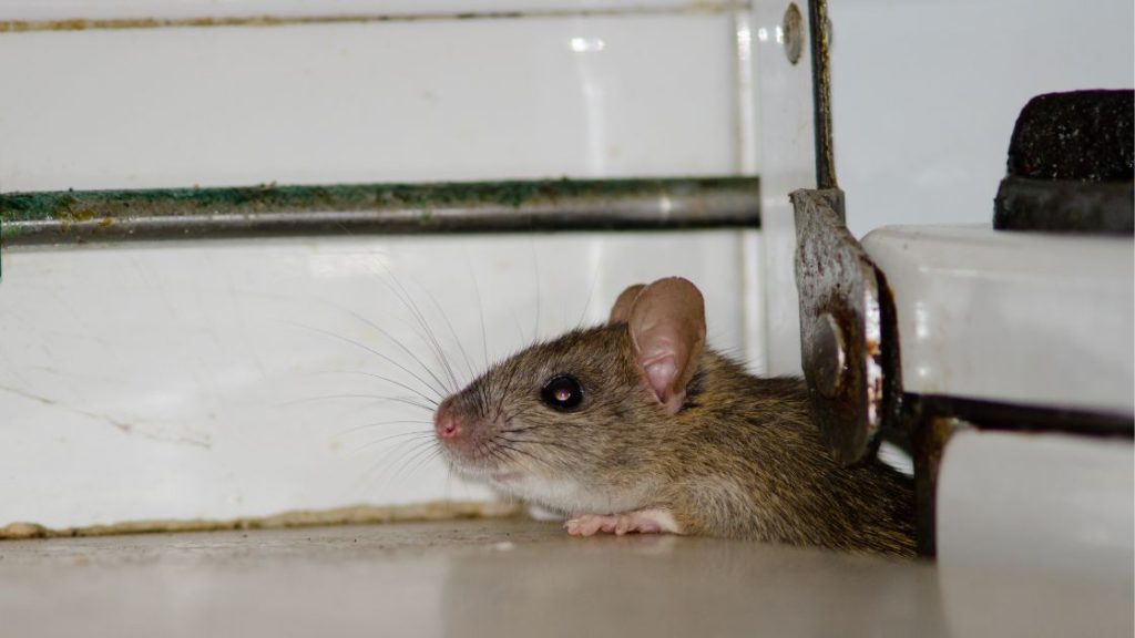 Signs That Rats Are Attracted To Your Property