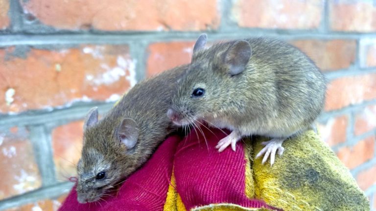 Ways House Mice Get In Your House