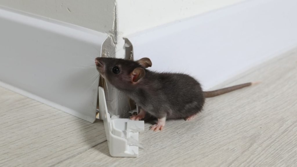 What Attracts Rats To Homes And Yards