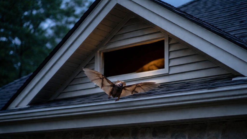 Allow time for bats to exit
