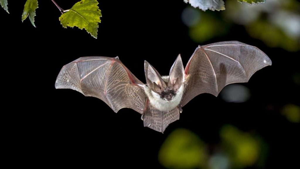 Are Bats a Health Risk In a Human Habitat