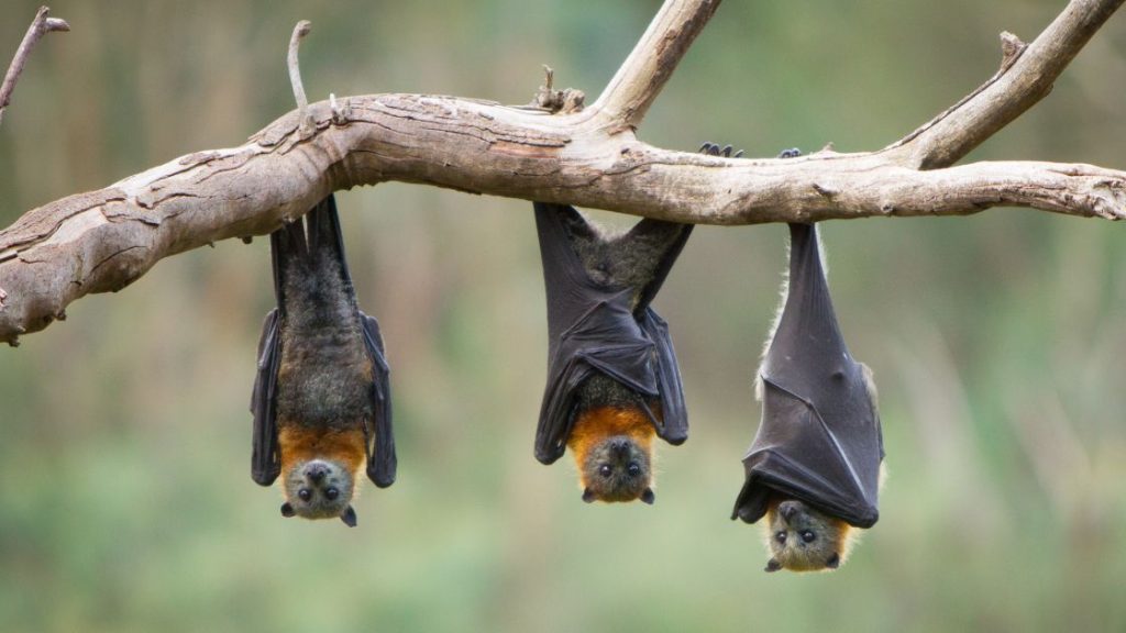 Avoid touching bats