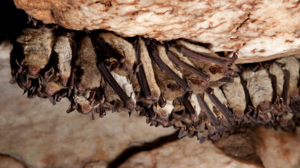 Bats in WInter Bats in WInter