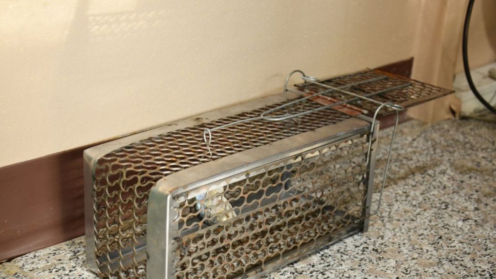 Best Baits for Rat Traps