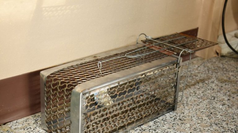 Best Baits for Rat Traps