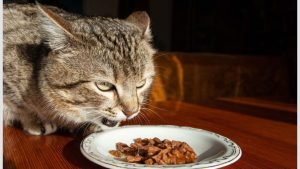 Cat food