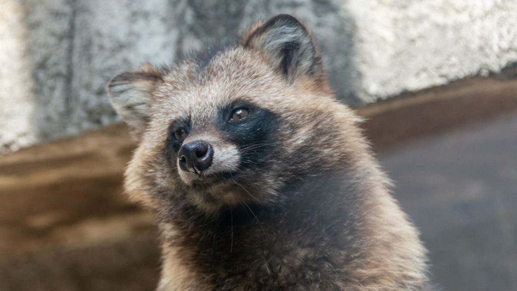 Get Rid of Raccoons in Attic Humanely