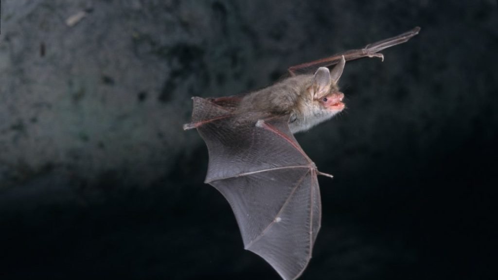 How Do Bats Survive Winter How Do Bats Survive Winter