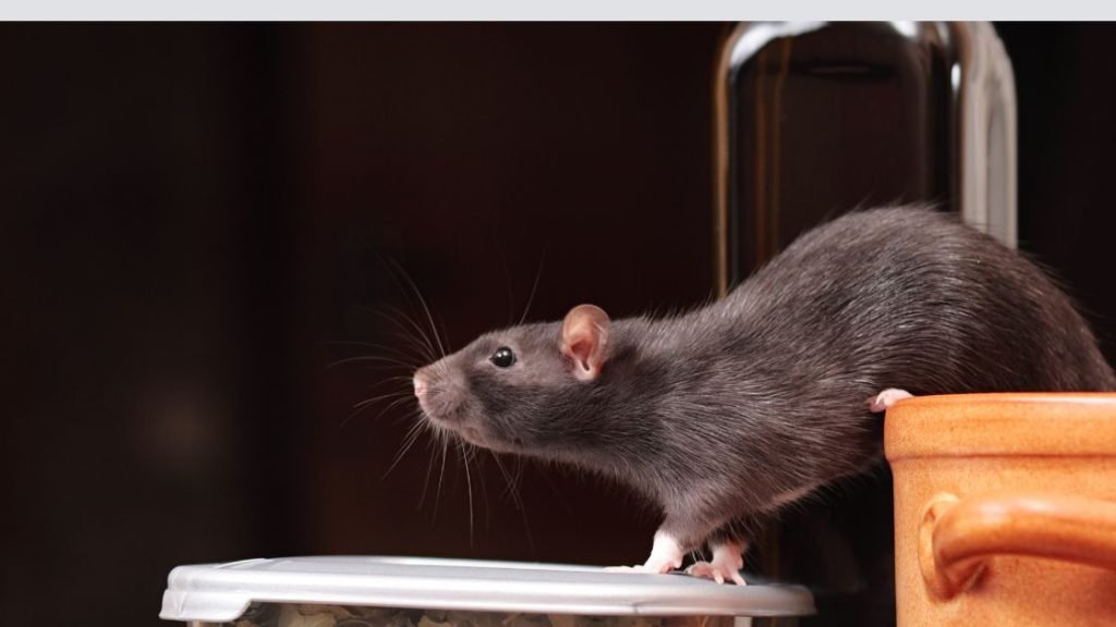 How Rats Enter Your Home