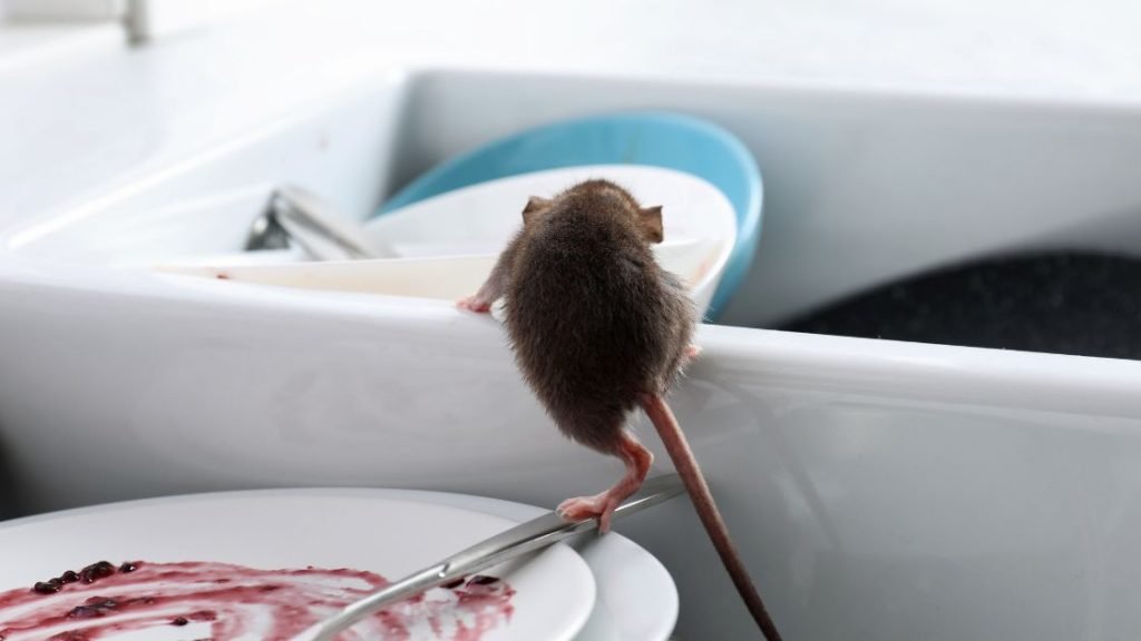 How to Catch Rats in Your Home