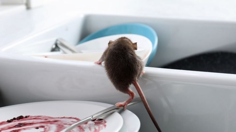 How to Catch Rats in Your Home