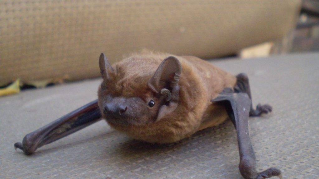 How to Tell If Bats Might Be in Your Attic How to Tell If Bats Might Be in Your Attic