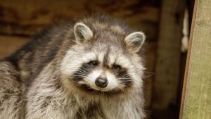 Odor Treatment