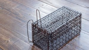 Place Traps Along Walls