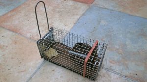 Pre Bait if Rats Avoid Traps
