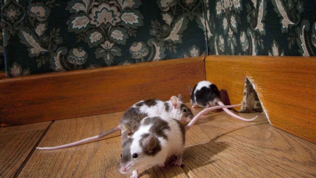 Ways to Get Rid of Mice in Attic